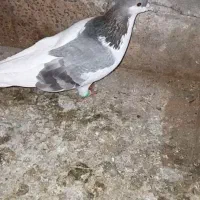 کبوتر سده|پرنده|سبزوار, صالح آباد|دیوار