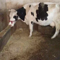گاو