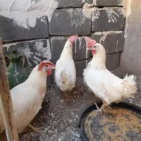 مرغ سفید گوشتی