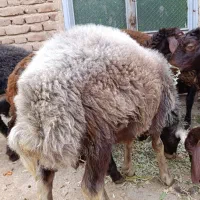 توخلو گوسفند نر پرواری و قوچ