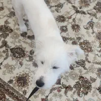 واگذاری سگ نژاد تریر|سگ|مشهد, امیریه|دیوار