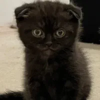 بچه گربه اسکاتیش|گربه|مشهد, شهرآرا|دیوار