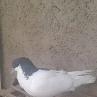 کبوتر