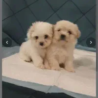 توله سگ فنجونی عروسکی فقط ۳۵۰۰|سگ|کرج, مهرویلا جنوبی|دیوار