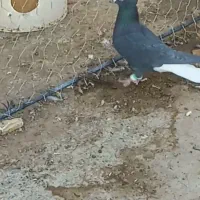 زاغ دمب سفید عروسک