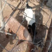 بز کهره