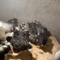 پلیموت آمروک|حیوانات مزرعه|بناب, |دیوار