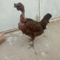 مرغ