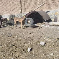 سگ ماده|سگ|گوگان, |دیوار