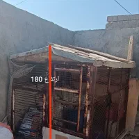 قفس|لوازم جانبی حیوانات|دلوار, |دیوار