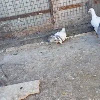 چهار تا نر قلدر و ضمانتی‌باسه‌تا‌جوجه‌|پرنده|تربت‌حیدریه, رضاشهر|دیوار