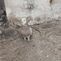 کفتر زل دم سفید طوقی هفت‌رنگ خطی|پرنده|محمدیه-قزوین, |دیوار