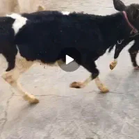 گاو شیری|حیوانات مزرعه|هلیلان, |دیوار