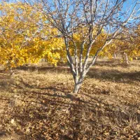 فروش باغ درخت گردو|فروش زمین و ملک کلنگی|بوئین و میاندشت, |دیوار