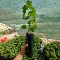 مرجان گل فردوسی فردوس آلوبخارا به ژاپنی نهال درخت|گل و گیاه طبیعی|تهران, چیذر|دیوار