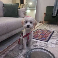 واگذاری سگ شتیزو