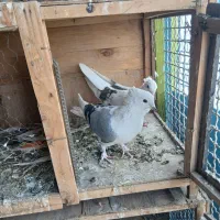 ده طوق کفتر بشرط سلامت وپرش