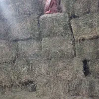 ینیچه بسته بندی 300بسته