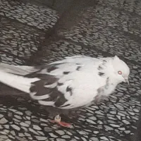 دوتا دم قهوه ای پرشتی جونه|پرنده|پلدختر, |دیوار