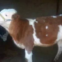 دو گوساله سیمینتال