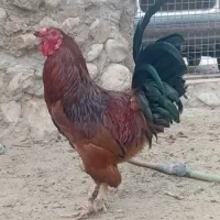 فروش نزار چاق چاق و خروس|حیوانات مزرعه|رویدر, |دیوار