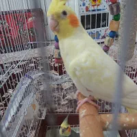 جفت عروس هلندی