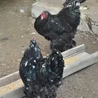 بازم فروش ۲تاخروس برهما متلد جوان ۷ ماهه