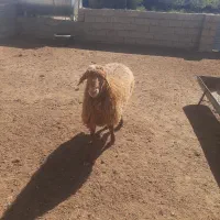 بره قوچ ۱۱ماهه همو