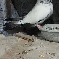 کبوتر کله دمی