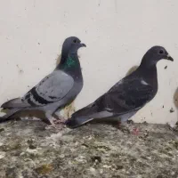 دو عدد کفتر شهرستانی غریب پلاک دار