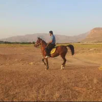 مادیون با کره|اسب و تجهیزات اسب‌سواری|لردگان, |دیوار