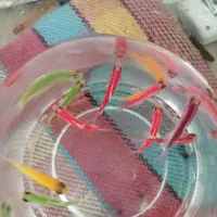 ماهی کالر، گوپی، هافمون وبیگ ایر وپلاتی