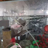 اکواریم و ۶ عدد ماهی گوشت خوار قیمت ۳میلون|ماهی|حبیب آباد, |دیوار