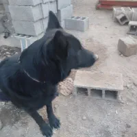 گلورییا|سگ|رزن, |دیوار