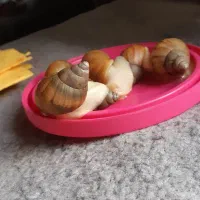 حلزون اقتصادی (اطلاعات داخل آگهی )|خزنده|اراک, |دیوار