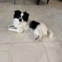 دو عدد پامر