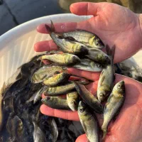 بچه‌ماهی بیگهد فیتوفاک کپور وآمور