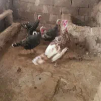 ۴ عدد بوقلمون|حیوانات مزرعه|کبودرآهنگ, |دیوار