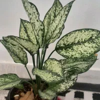 ۶۰۰ هزار تومان