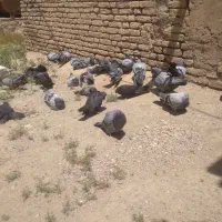 پرنده