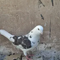 کفتر