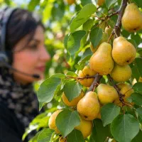 نهال گلابی آنجو در مشهد، خاص و کمیاب، تضمین کتبی