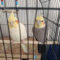 جفت عروس به ضمانت تخم جوجه