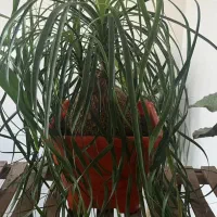 فروش 4 عدد گل اپارتمانی