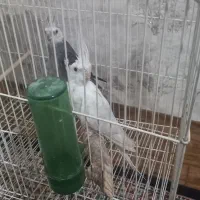 طوطی برزیلی و عروس هلندی