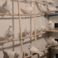 طوقی آبی|پرنده|شهر ری, جوانمرد قصاب|دیوار