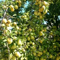 کود ۱۰۰٪  ارگانیک