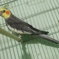 عروس هلندی نر کار داده|پرنده|کازرون, |دیوار