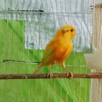 قناری پرتقالی نر قرص شلاقی میخونه به ضمانت|پرنده|زاهدان, |دیوار