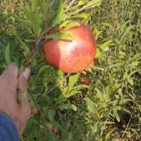 نهال انار و گردو